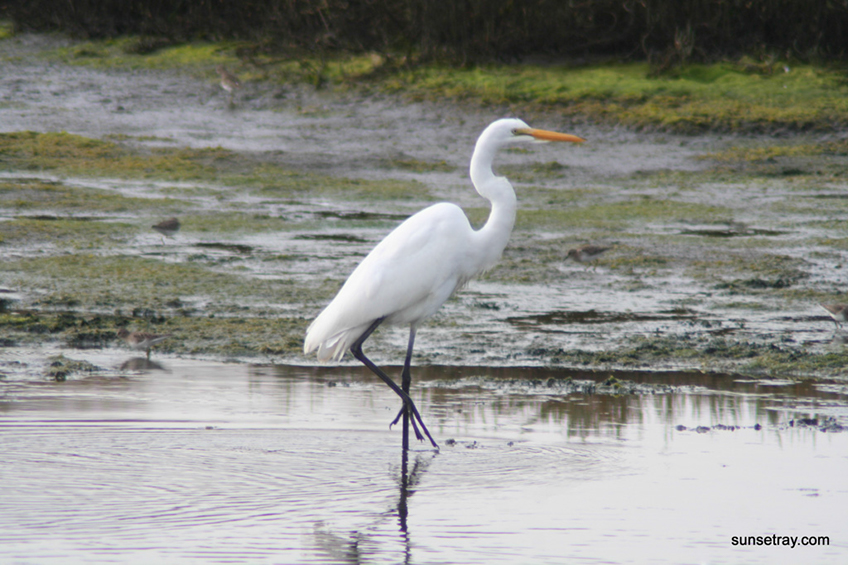 %_tempFileNamesunsetray.com%2011-9-2008%203-30-53%20AM%