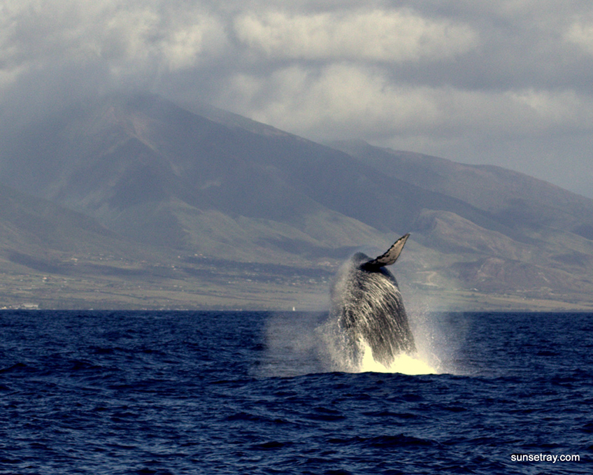 %_tempFileNamesunsetray.com%203-26-2009%204-30-31%20AM%