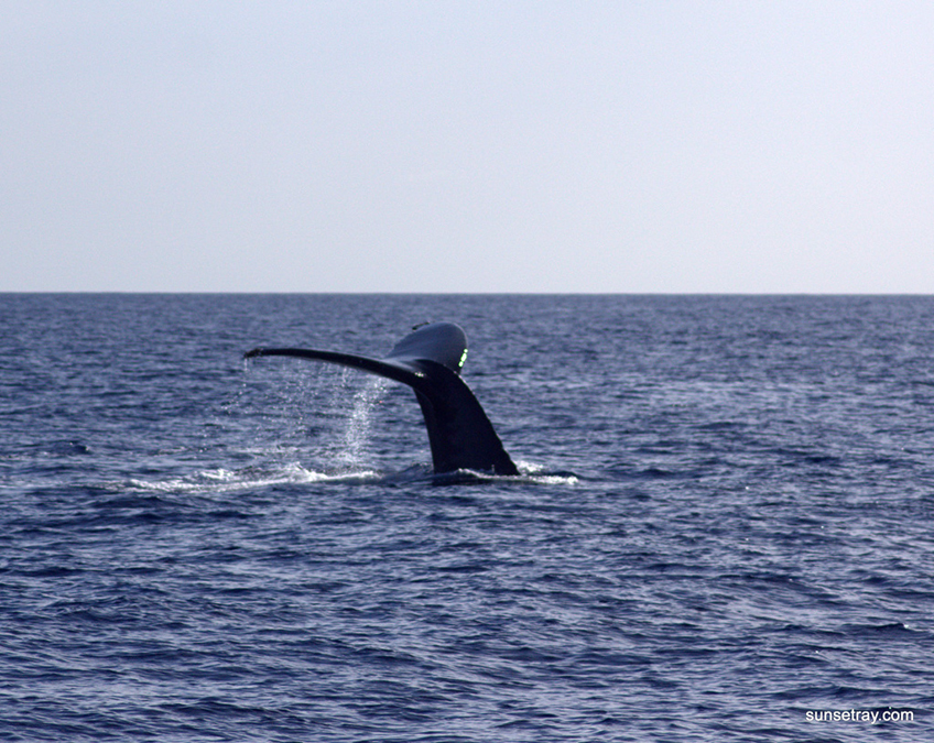 %_tempFileNamesunsetray.com%203-30-2009%204-33-24%20AM%