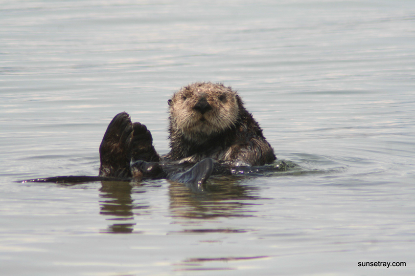 %_tempFileNamesunsetray.com%205-28-2008%206-16-02%20AM%