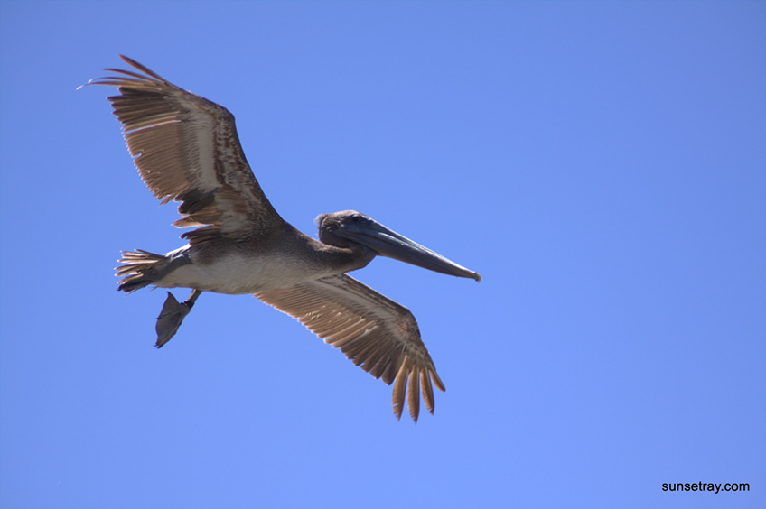 %_tempFileNamesunsetray.com%207-7-2009%206-40-58%20PM%