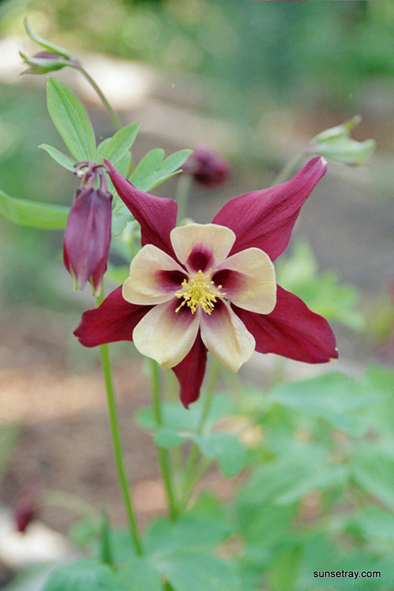 %_tempFileNamesunsetray.com%204-12-2005%2010-34-10%20PM%